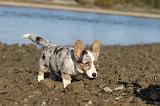 CORGI CARDIGAN 252